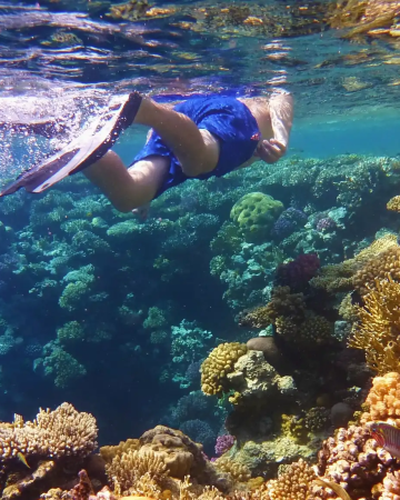 Snorkeling & Diving in the Red Sea (Hurghada / Sharm El-Sheikh)